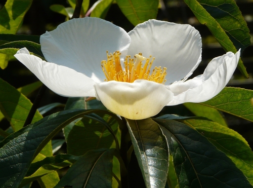 Passionate about plants, birds & biodiversity conservation. Owner of South Coast Gardens, a specialty nursery and landscape design business in southern Ontario.