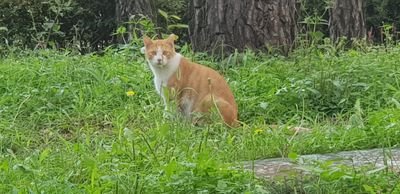 YareSariさんのプロフィール画像
