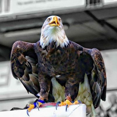 CPFC since birth and former season ticket holder, no longer due to the excessive commute š£