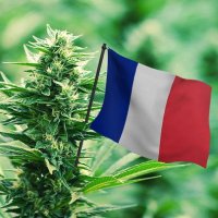 Cannabis🌱🇫🇷France(@Cannabis_France) 's Twitter Profile Photo