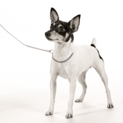 TerriersToyFox's profile picture. Toy Fox Terriers are the best mixture of Toy and Terrier.  Their diminutive size is packed with fun, adoration for people, antics, cuddling and easy care.  ❤️🐾