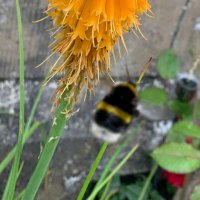 stellabing7 🏴󠁧󠁢󠁳󠁣󠁴󠁿 (@stellabing7) 's Twitter Profile Photo