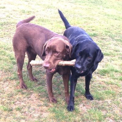 We're 2 fabulous Labrador sisters, living in Moseley. Loving life, Birmingham and stick finding. Mostly interested in chewing stuff.