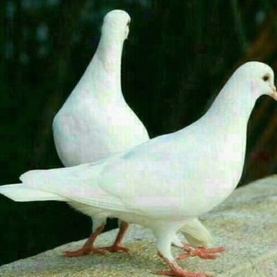 TheGreatBaba3's profile picture. The great spiritual helper contact me on WhatsApp and all your life will never be the same +233541428509