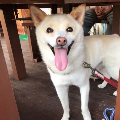 犬(ユキ 北海道犬風雑種)との旅行が大好き ユキとの旅行をリアルタイムでつぶやきマス 過去の旅行は「犬とゆく」で　/  ユキ2022/7/11🌈の橋を渡りました １４歳８ヵ月でした