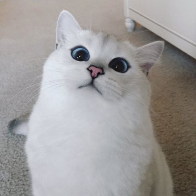 ขอฟอลฟรีได้ที่ @im_whitecat