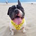 Bulldog Lover Worldwide (@bulldogspuppies) Twitter profile photo Bulldog Lover Worldwide (@bulldogspuppies) Twitter profile photo