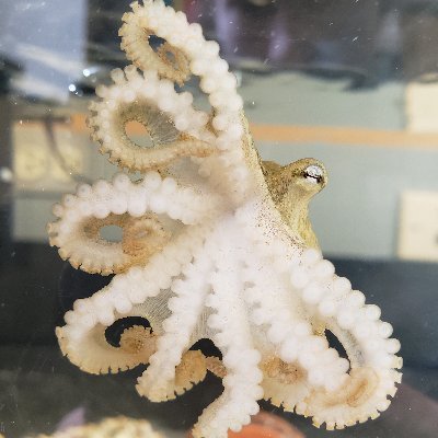 We study octopus development, behavior, and their nervous system. Here's a glimpse into our lab lives