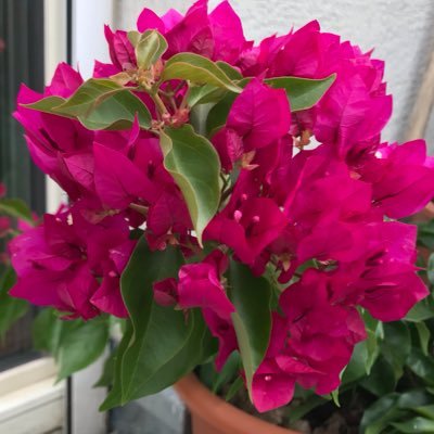 sakiii48's profile picture. 