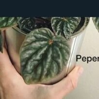 ririecha88's profile picture. INDONESIAN | nemo lover | A Fangirl | Have a nice day everyone.. :)))