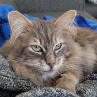 GraceSchulz (@gracieschulz) 's Twitter Profile