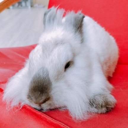 ReyHerison's profile picture. Created account solely to support Wynonna Earp season 4. WE WON EARPERS!! Mission's accomplished! MUAHAHAHAHAHA 😈🥳🎉