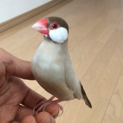 chipihirop's profile picture. 