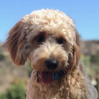 Dood It's Cooper (@dood_coop) 's Twitter Profile