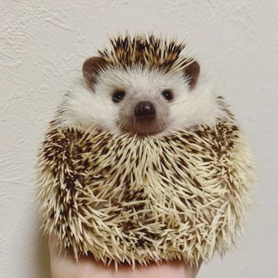 親戚から譲ってもらいました！ ハリネズミをトプ画にしてる方フォローさせていただいています🦔