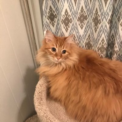 maggnolia1995's profile picture. I’m obviously a Gemini