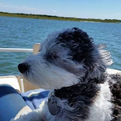 GBeard38's profile picture. ☢️🏴‍☠️☠️🏴‍☠️☢️