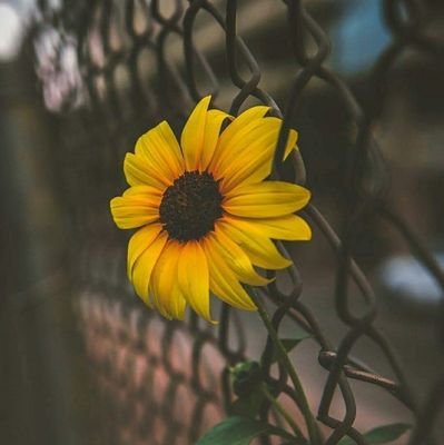 dxannx's profile picture. tweeting some lines from my fav songs 🎶