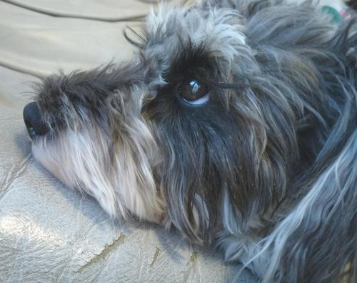 goashuna's profile picture. コンピューターソフトのエンジニアで毎日頭を使っていますが体を動かすことが好きです。
趣味は自転車に乗ることです。
ミニチュアシュナウザーが愛犬です。
片道17Kを自転車通勤中。昨年ロードバイクを購入（GIANT TCR COMPOSITE 2)