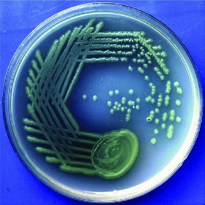 Research network gathering French labs working on Pseudomonas.