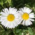 Daisy Grass (@paulinejb27) Twitter profile photo Daisy Grass (@paulinejb27) Twitter profile photo