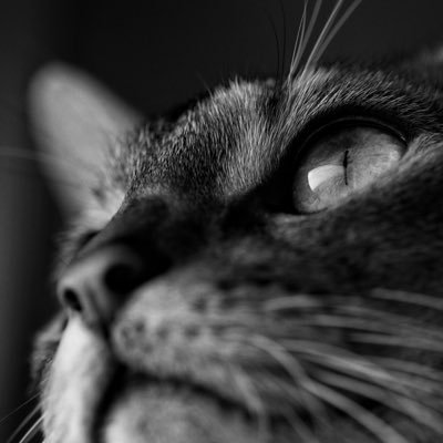 ほぼ猫写真 つぶやきは控えめ プーチン(アビシニアン) と暮らす 猫写真ユニット【#ねこゆひ】@nekoyuhi_2016 ,【#東京猫色】@TOKYO_NEKOIRO 参加中
