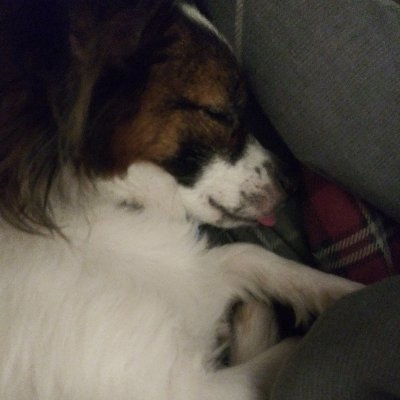 Tigerlillystar's profile picture. I only care about anime, pokemon, cartoons, and like two people