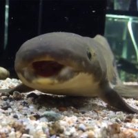 a-aqua (@aqua88257188) 's Twitter Profile Photo