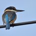 Kōtare bird of the year 2020 (@kotarenz) Twitter profile photo Kōtare bird of the year 2020 (@kotarenz) Twitter profile photo