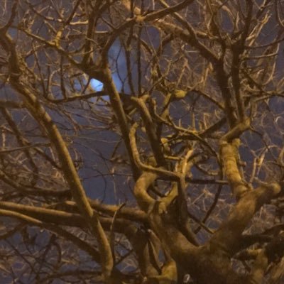 Pedrazza_30's profile picture. 🕷