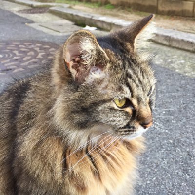 yu_ki_rin_go's profile picture. 2018年7月25日うたの夏祭りのBe Myselfから三浦大知さんにハマって、勢いで大知識人になった初心者です　デイ職員　無言フォロー失礼します　フォローご自由にどうぞ☺️ 大知さんのライブは2018/10/27山口のONE END TOURが初