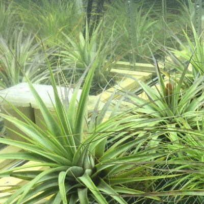 PEACUCD's profile picture. The PEAC facility (Programme for Experimental Atmospheres and Climate) based @_Rosemount. #climatechange #futurecrops #tropicalecology. Tweets by Bredagh Moran