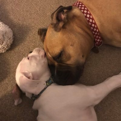 wingsandwoofers's profile picture. Pro Brexit / dogs/ walking /reading/diy/arts and crafts but mostly dogs 🐕don’t say much but retweet a lot, someone has always said it first