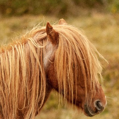 The Welsh mountain ponies are a Welsh native breed that live on the Carneddau Mountain range in north Wales