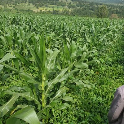 SLalkalepi's profile picture. 