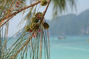 rickykew's profile picture. Thailand Musings