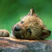 一社)日本オオカミ協会 (@jwolfa) 's Twitter Profile Photo