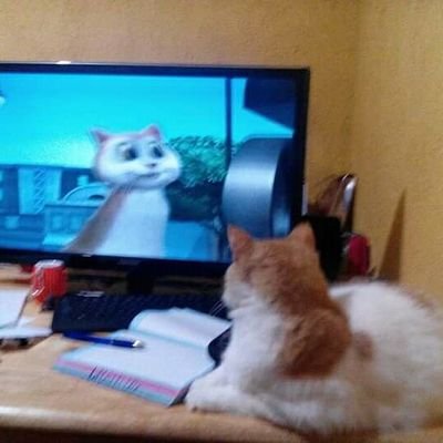 sofiadevian25's profile picture. Genio y figura hasta la sepultura.