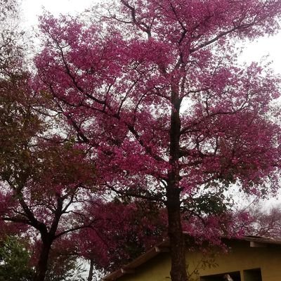 Carlos13264183's profile picture. bem humorado graças aDEUS