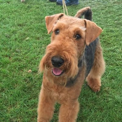 Macey the airedale I loves to dig , run wild and be cuddled and be centre of attention. . My little boy Winston is very mischievous we now have Hettie & Floyd