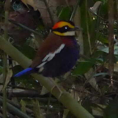 Birder. Bird Art lover. 🌎 bespoke travel specialist, also specialise in birding holidays 🦅Passionate about Swifts, all nature & wildlife gardening. 🏳️‍🌈
