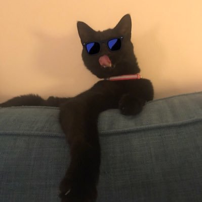 I am Bear, a 1 eyed Moroccan street cat who hit gold when I adopted a human. Now in the UK, Prince of the garden, Lord of the radiator bed. #ambassacat of 🇲🇦