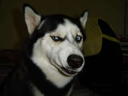 alexspeaker's profile picture. Aficionado a morder piedras hasta hacerlas sonreír. Tengo el basket como religión y a Scalabrine como Dios. Reparto flyers en mis ratos libres, es por vocación.