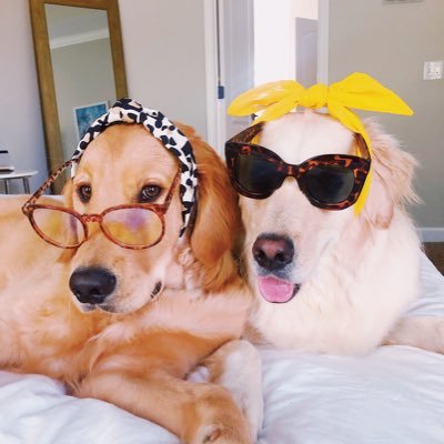 Harry + Luna ⚡️We are 2 golden retriever puppers who love food, snacks, walks, casting spells, naps, NOT Voldemort, fetch, borking. FOLLOW US ON IG: @LunaNHarry