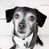 Toby the dog(@fulcandles) 's Twitter Profile Photo