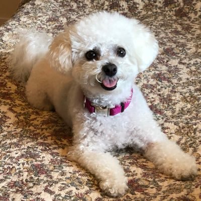 8# of bichon love💕Dedicated companion to @cfpaley SnugglebunnyAccomplishedNapper SnugoozlingIsTheBest ChampionBlitzer BestGirlEver Private in #ZSHQ 💗Arizona