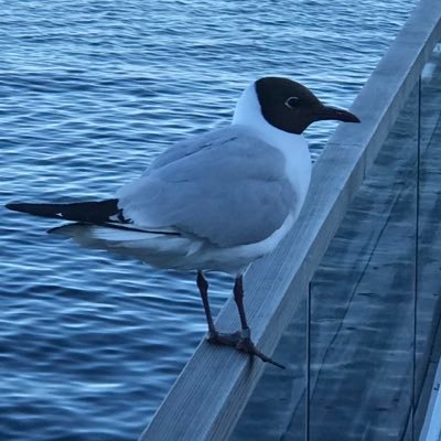 wz00282775's profile picture. New to Twitter != bot