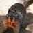 LaKingfish's profile image