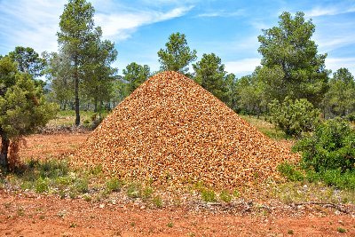 Grupo Operativo para la dinamización del uso de la biomasa en la Región de Murcia 
“Aplicación de herramientas innovadoras en el sector de la bioenergía”