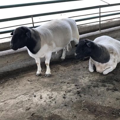 ingprego's profile picture. IngPrego